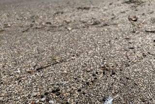 A dead fish laying on the seashore