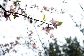 Peach blossom