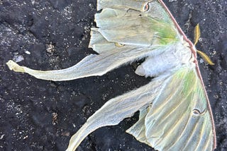 Polyvagal Pathways in Bereavement