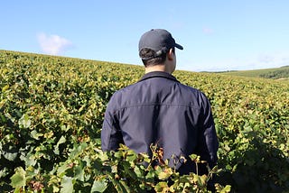 Me, standing back in the middle of the vineyards of my native Burgundy