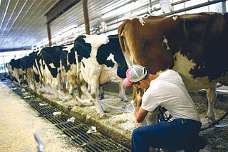 Joe Anthony Correia Works at His Family Run Dairy Business in Escalon