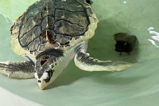 Kemp’s Ridley Sea Turtle in water