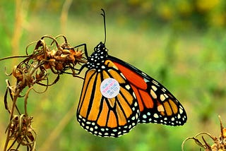 Radio tag on monarch butterfly