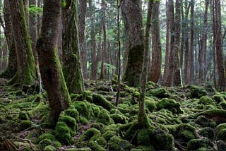 The suicide forest in japan.