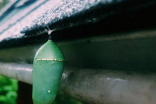 Metamorphosis Within the Corona Chrysalis