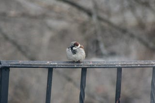 Sparrow on a rail. Photo by Kate Hess