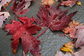 Letting dead things go