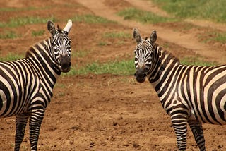 Zebra Hunting: Searching for the Rare Event in Healthcare