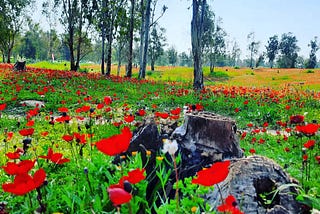 Spring Forth to Beauty of Colors