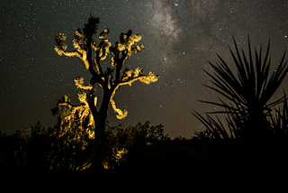 Image of cactus and desert flora at night under the stars.