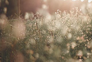 An enchanting field full of wild flowers