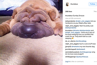 The Unlikely Dog Of Instagram