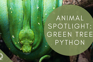 Animal Spotlight: Green Tree Python