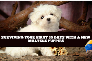 Surviving Your First 30 Days with a New Maltese Puppies
