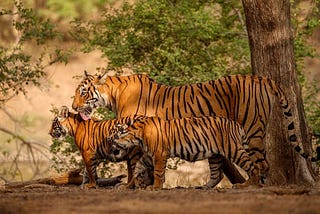 How to Book the Ranthambore Tiger Safari?