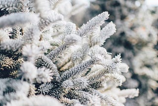 Winter’s Grip