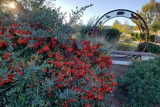 Autumn Trees and Shrubs Dress Up in Leaves, Fruits, And Berries