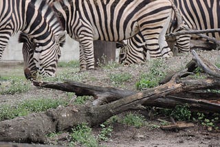 Life in Black and White: Why does the zebra have its stripes?