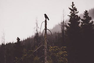 Raven on My Shoulder