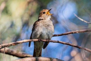 ESTO ES LO QUE SIGNIFICA LA VISITA DE UN PAJARO A TU HOGAR