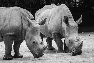 The Rhinoceros: A Symbol of Strength and Vulnerability