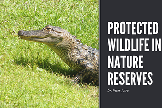Protected Wildlife in Nature Reserves