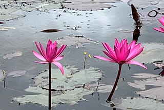 Pink Water Lilies on a silver pond