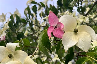 A dogwood tree with mostly white blossoms but one pink one stands out in the crowd.