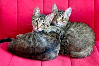 Two cats on a red chair