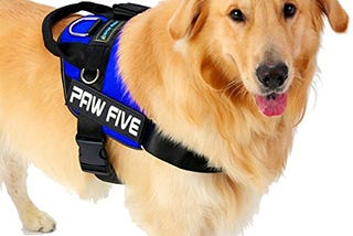 Dog Leash — Paw-five