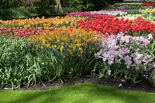 Discover the secrets of the biggest flower festival in Europe: Keukenhof