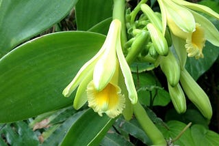 A flowering vanilla plant in Florida Southern College’s greenhouses