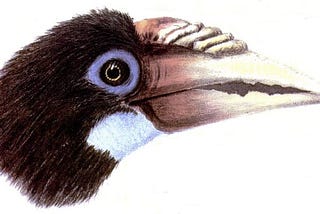 How a Narcondam Hornbill Struggles to Survive(# Rarest Bird Species of Indian Subcontinent)