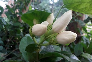 lovely flowers