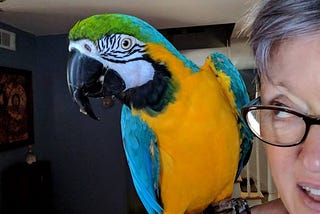 Butters, blue and gold macaw, sitting on my shoulder happy to watch me type away on my keyboard.