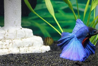 The Secret to Adding a Betta to Your Community Tank