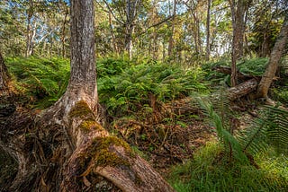 Trees vs Forests