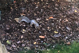 Squirrel playing in my backyard