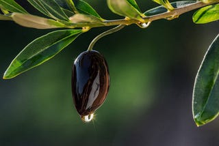 Kalamata Olives — Revered for Centuries