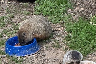 A mother groundhog and her baby are eating cat kibble.