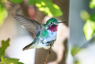 5 facts about hummingbirds, the smallest birds that are not small!