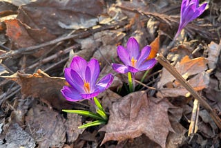 Purple flowers with an orange center popping up through brown leaf litter.