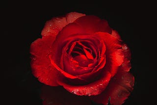 Deep red rose on a black background