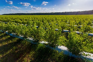 Seamless Contract Grower Management