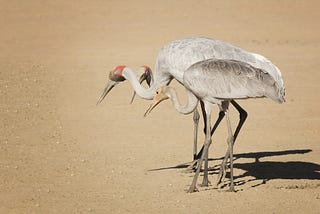 Brolgas: Dancing Birds of the Outback