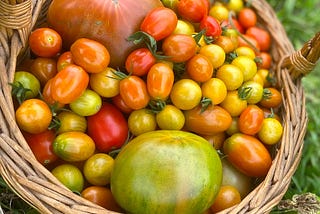 tomatoes at Hilltop Farm Hudson Valley NY