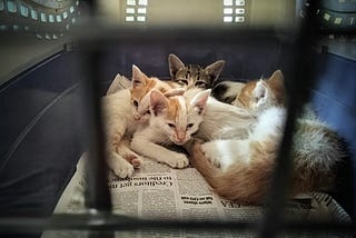 When I discovered four orphaned kittens.. (and the ‘Compassion Delusion’)