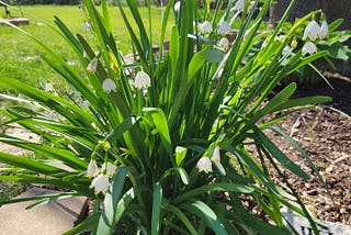 One Yearly Spring Show You Won’t Want to Miss: Gravetye Giant Leucojum