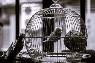 The Silent Bird