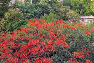 view of Gulmohor or flame tree as seen from home balcony